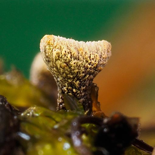 Banksiamyces toomansis, fungi, Tasmania
