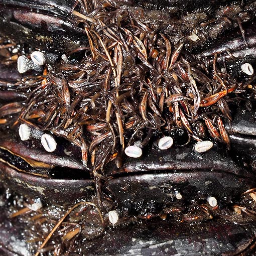 Banksiamyces toomansis, Tasmania, fungi