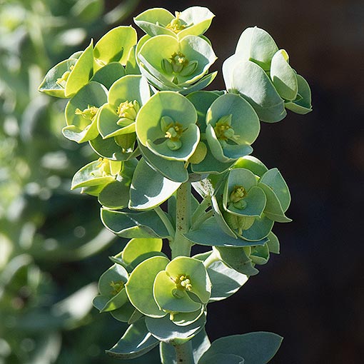 Sea Spurge, Euphorbia paralias, Tasmania