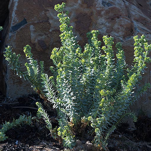 Sea Spurge, Euphorbia paralias, Tasmania