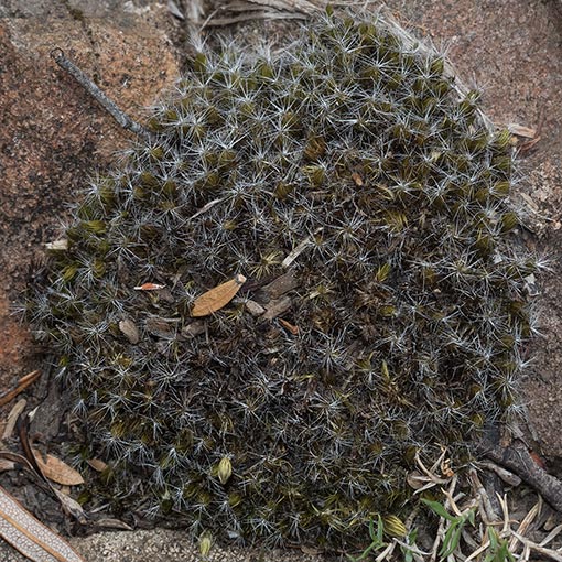 Grimmia laevigata, Tasmania