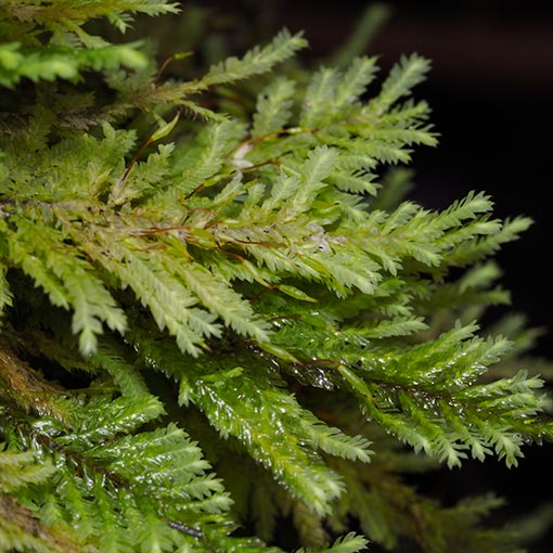 Lopidium concinnum, Tasmania