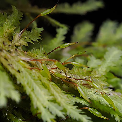 Lopidium concinnum, Tasmania