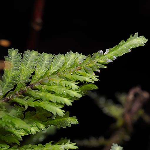 Lopidium concinnum, Tasmania