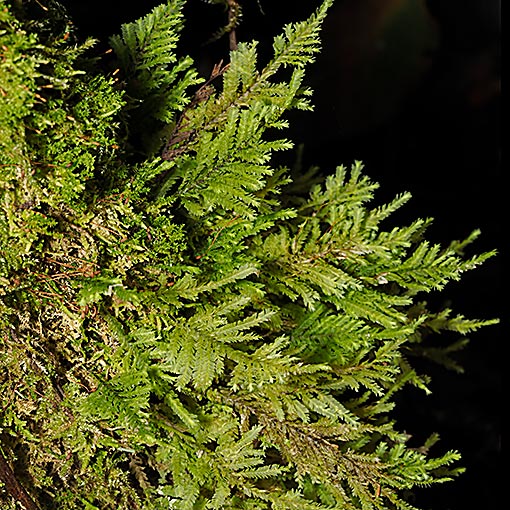 Lopidium concinnum, Tasmania