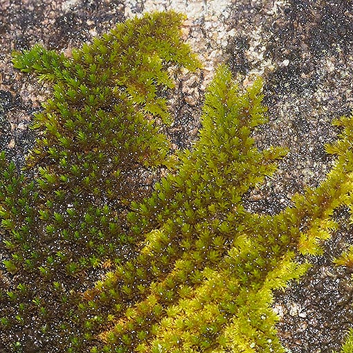 Macromitrium archeri, Tasmania