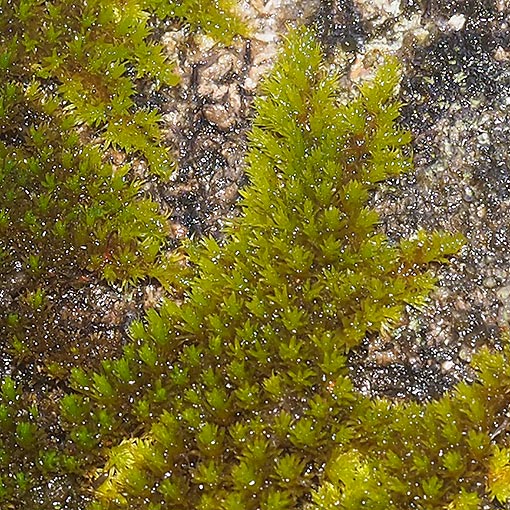 Macromitrium archeri, Tasmania