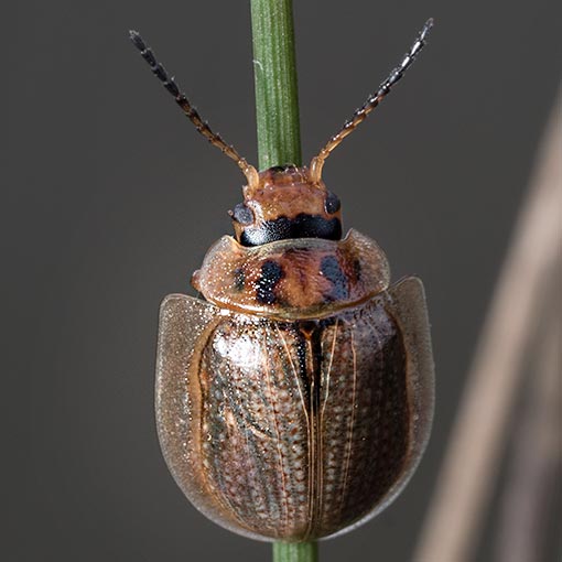 Paropsisterna agricola, Tasmania
