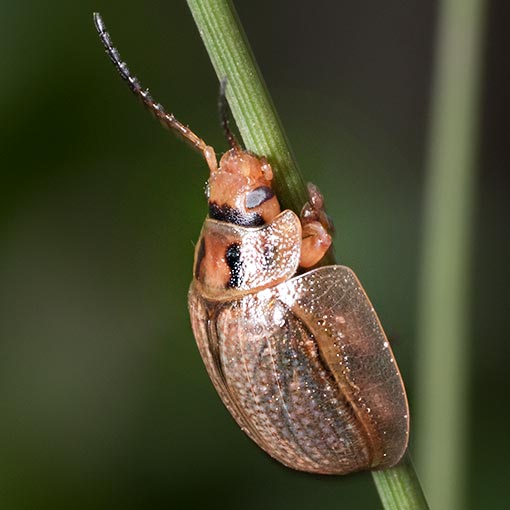 Paropsisterna agricola, Tasmania
