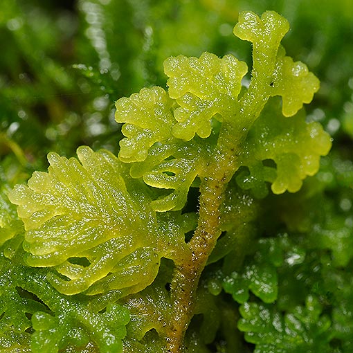 Trichocolea mollissima, Tasmania