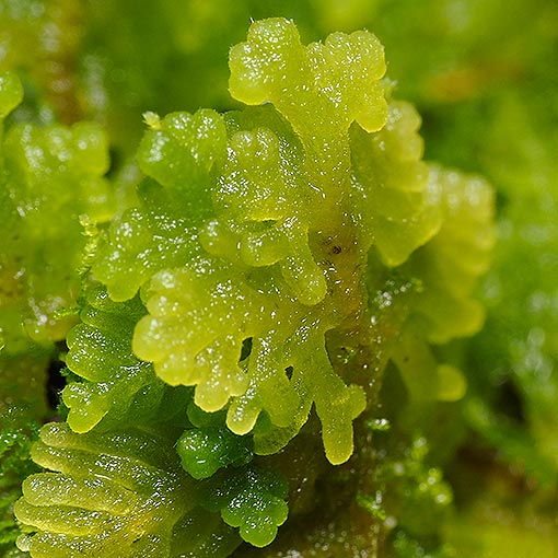 Trichocolea mollissima, Tasmania