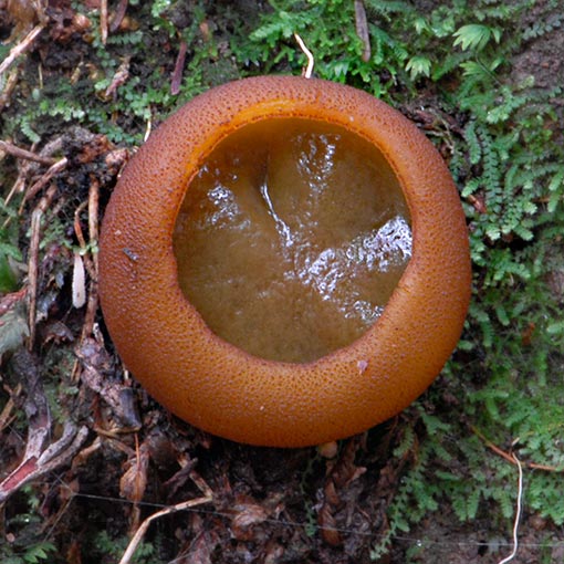 Aleurina ferruginea, Tasmania