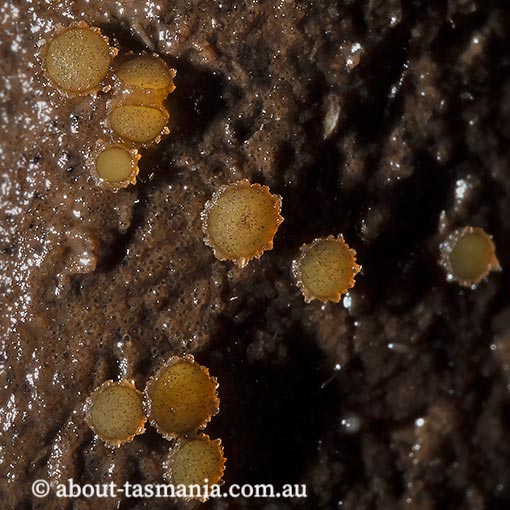 Ascobolus crenulatus, Tasmania, fungi