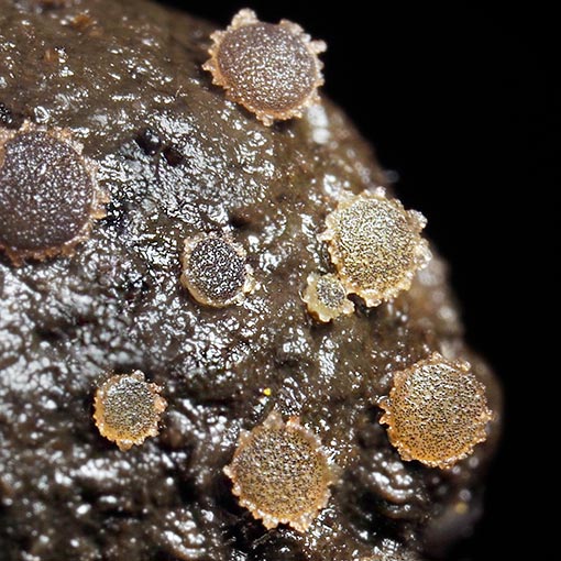 Ascobolus crenulatus, Tasmania, fungi