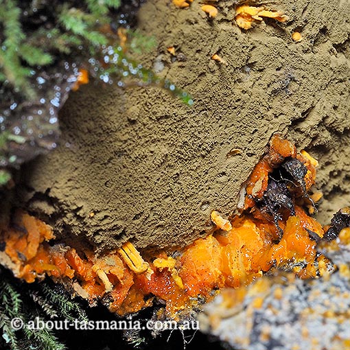 Biscogniauxia capnodes, Tasmania, fungi