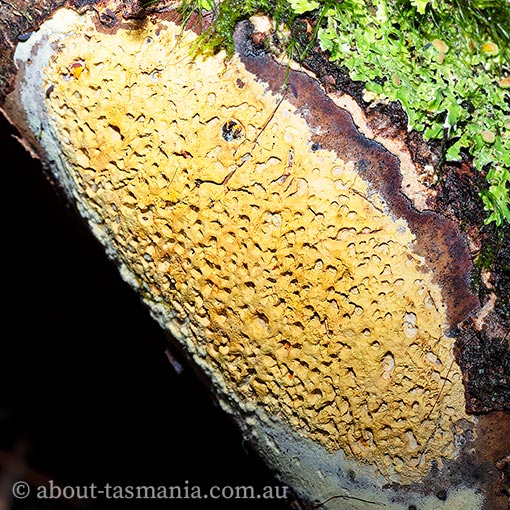 Biscogniauxia capnodes, Tasmania, fungi