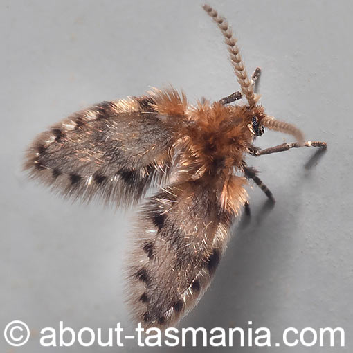 Brunettia alternata, moth fly, Psychodidae, Tasmania