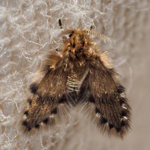 Brunettia alternata