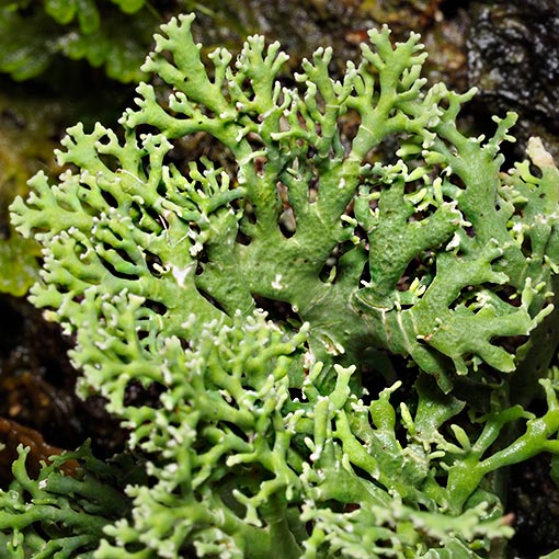Shrubby Coral Lichen, Bunodophoron sp., Tasmania