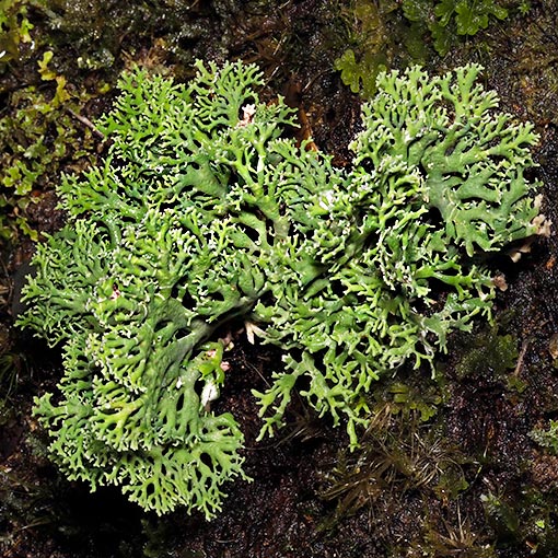 Shrubby Coral Lichen, Bunodophoron sp., Tasmania