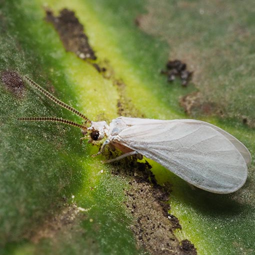 Dustywing lacewing, Coniopteryx sp., Tasmania