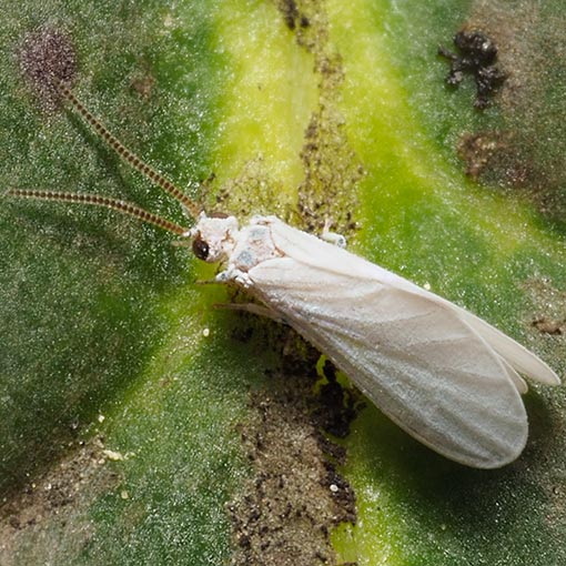Dustywing lacewing, Coniopteryx sp., Tasmania