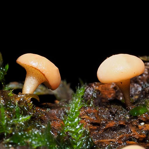 Cudoniella sp., Tasmania, fungi