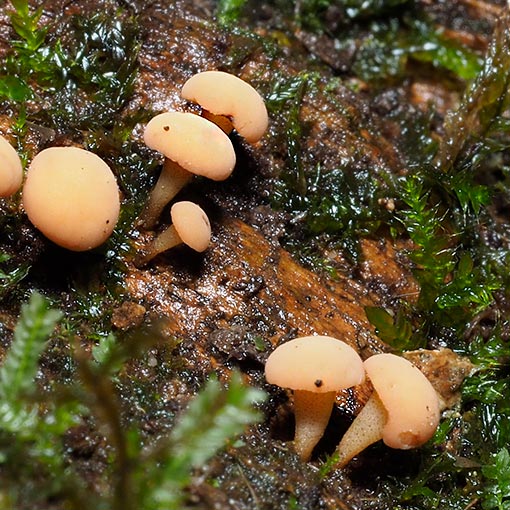 Cudoniella sp., Tasmania, fungi