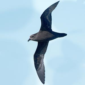 Great-winged Petrel