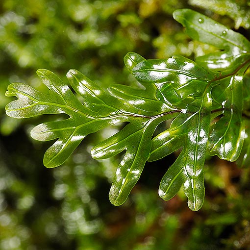 Hymenophyllum rarum, Tasmania