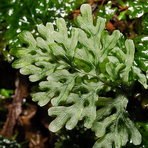Hymenophyllum rarum, Tasmania