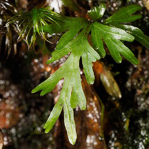 Hymenophyllum rarum, Tasmania