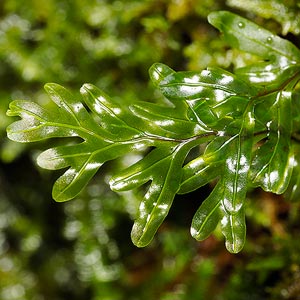Hymenophyllum rarum