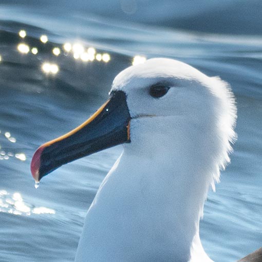 Indian Yellow-nosed Albatross