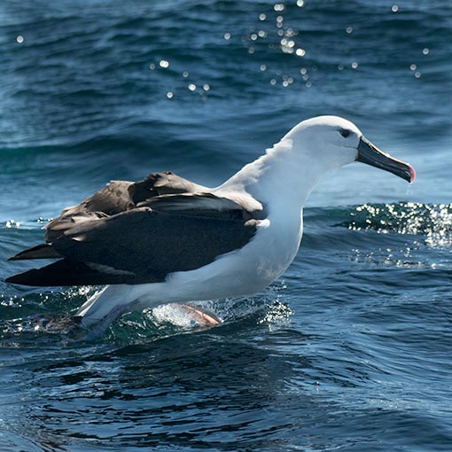 Indian Yellow-nosed Albatross