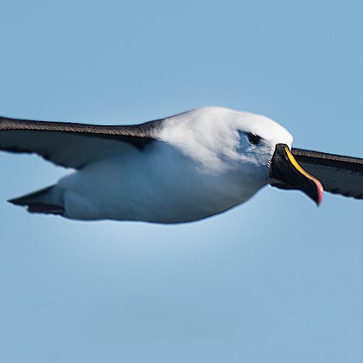 Indian Yellow-nosed Albatross