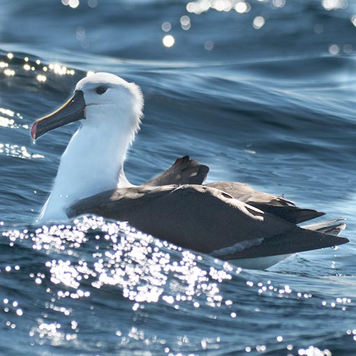 Indian Yellow-nosed Albatross
