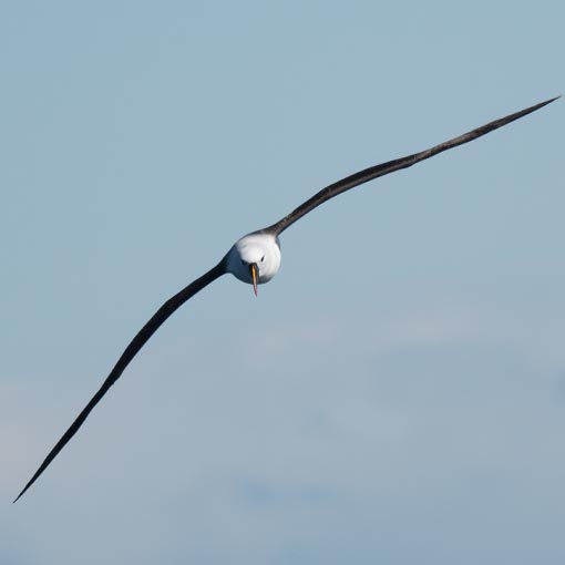 Indian Yellow-nosed Albatross