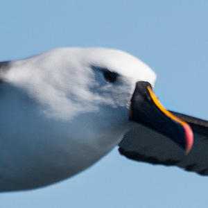 Indian Yellow-nosed Albatross