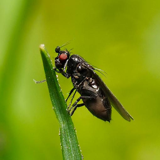 Lesser dung fly, Leptocera-group, Sphaeroceridae, Tasmania