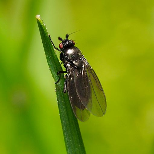 Lesser dung fly, Leptocera-group, Tasmania