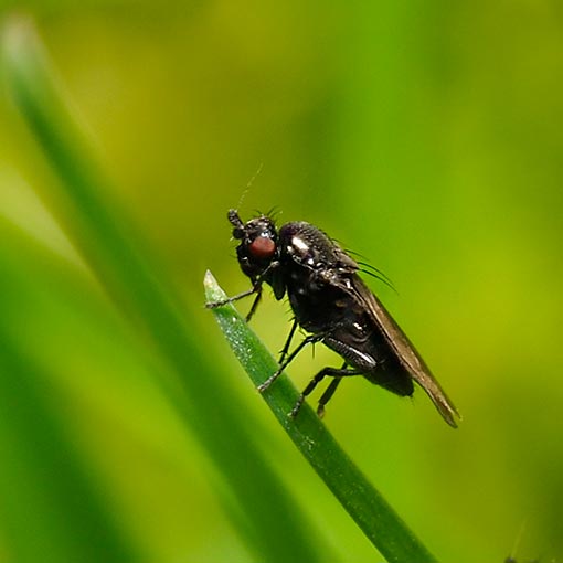 Lesser dung fly, Leptocera-group, Tasmania