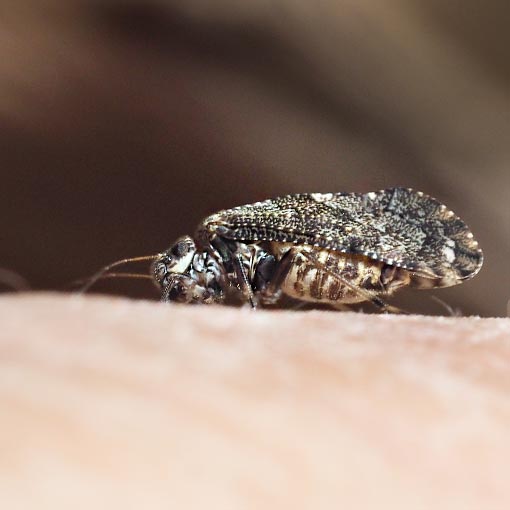 Nimbopsocus australis, Tasmania