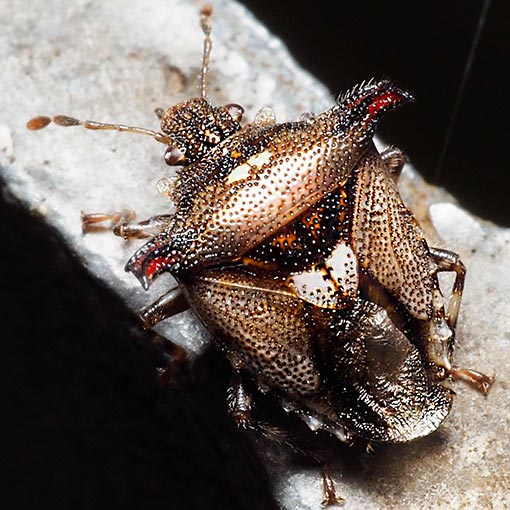 Panaetius lobulatus, Acanthosomatidae, Tasmania