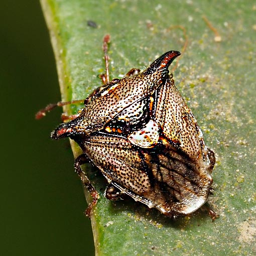 Panaetius lobulatus, Acanthosomatidae, Tasmania