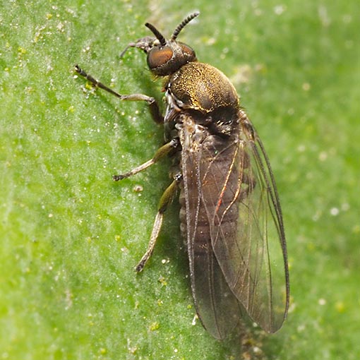Paracnephia sp., Simuliidae, Tasmania