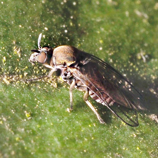 Paracnephia sp., Simuliidae, Tasmania