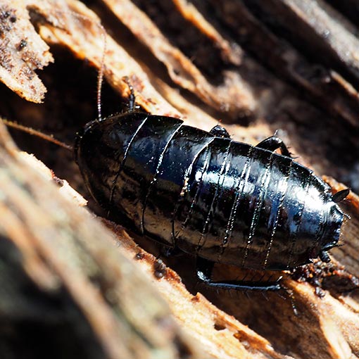 Wood Cockroach | About Tasmania