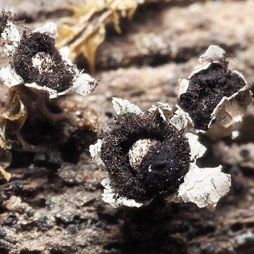 Diderma sp., Tasmania