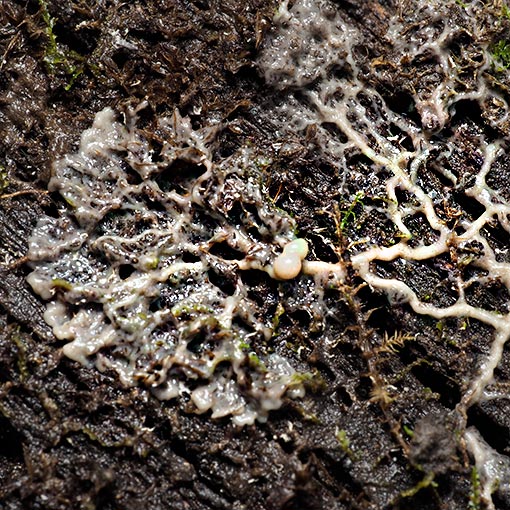Diderma sp., Tasmania